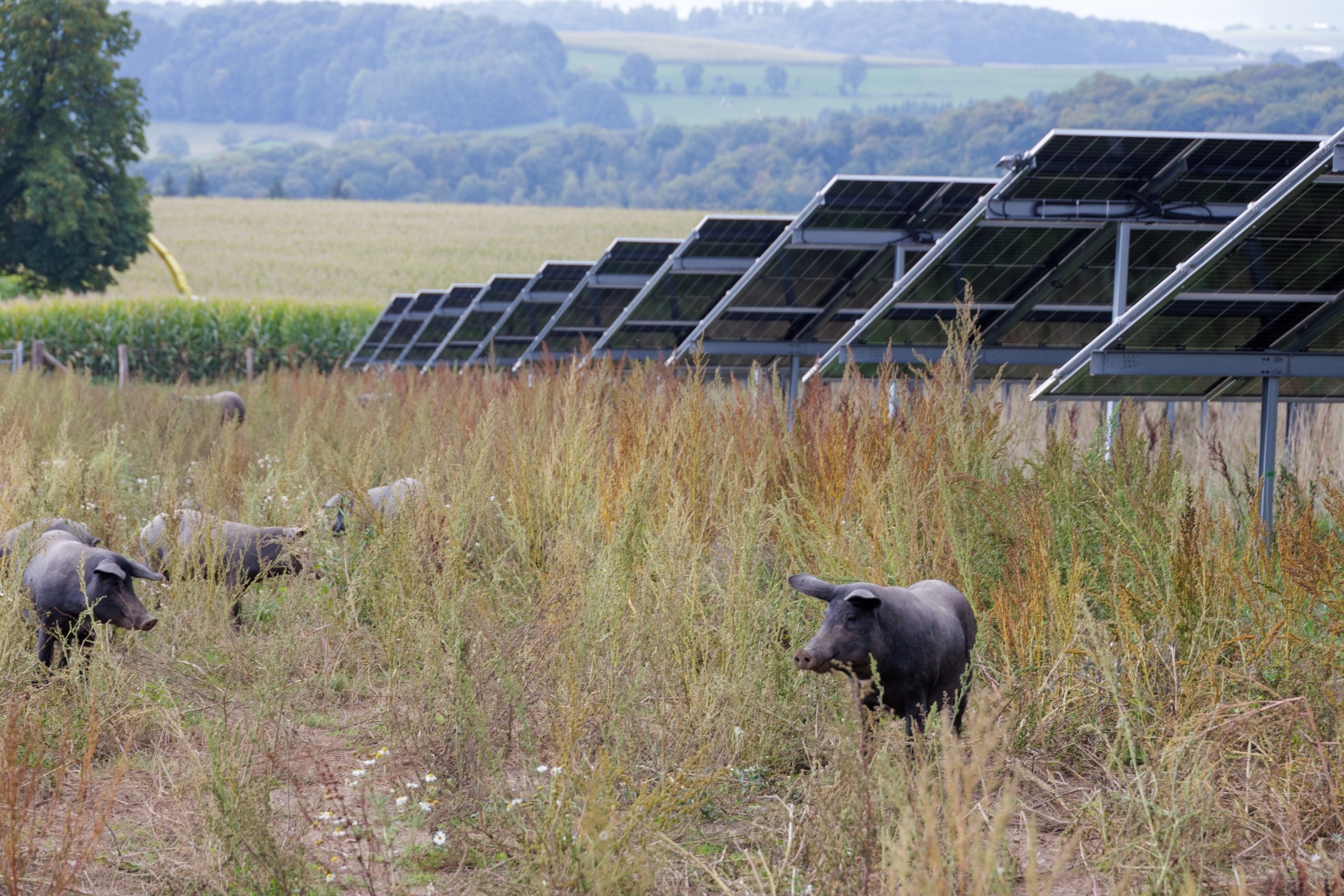 Porcs noirs pâturant à côté de panneaux solaires dans un champ.