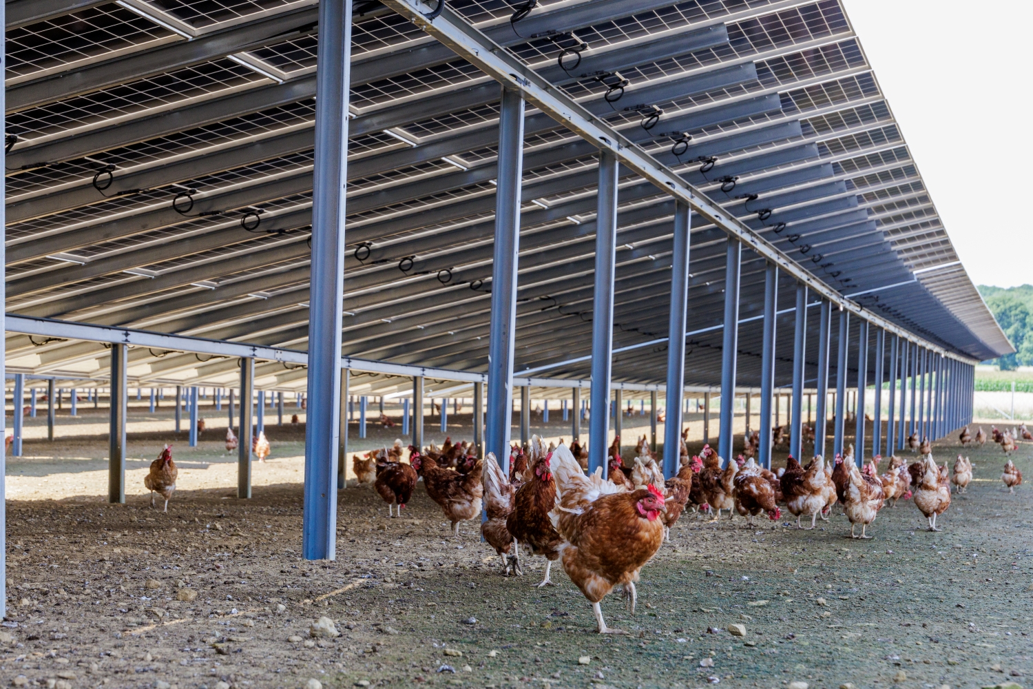 Poules évoluant librement sous une installation de panneaux solaires surélevés.